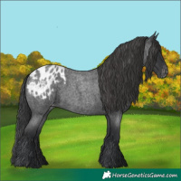 Horse Color:Blue Roan Appaloosa 