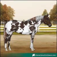 Horse Color:White Spotted Liver Chestnut 
