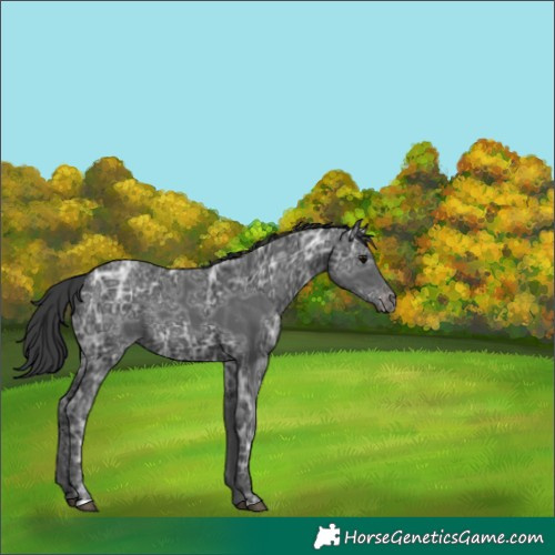Horse Color:Black Ice Appaloosa 
