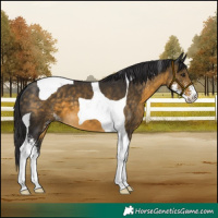 Horse Color:Buckskin Sabino Tobiano