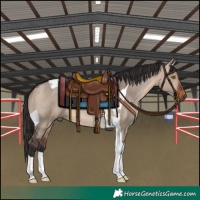 Horse Color:Brown Dun Tobiano 