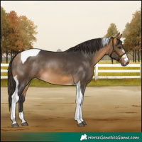 Horse Color:Buckskin Tobiano 
