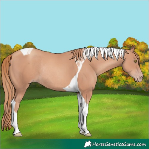 Horse Color:Gold Champagne Tobiano Rabicano 