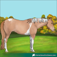Horse Color:Gold Champagne Tobiano Rabicano 