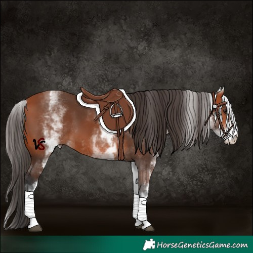 Horse Color:White Spotted Bay 