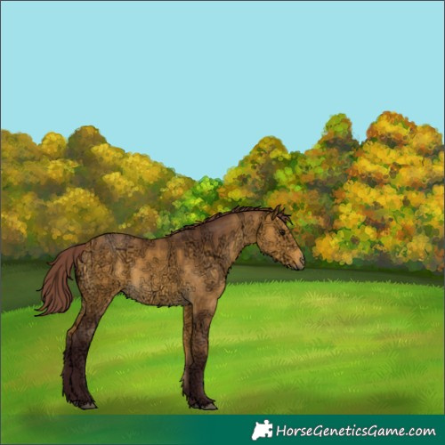 Horse Color:Chocolate Buckskin Ice 