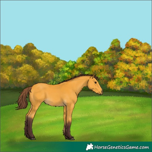 Horse Color:Chocolate Buckskin 