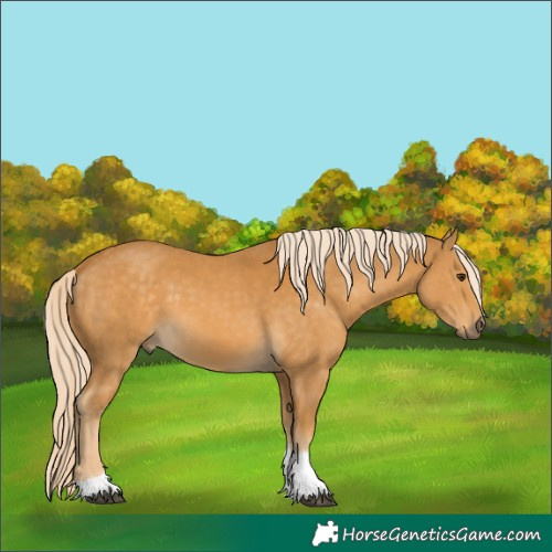 Horse Color:Palomino Tobiano 