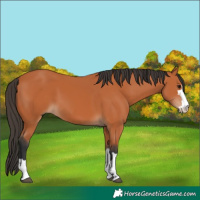 Horse Color:Bay 