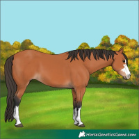 Horse Color:Bay 
