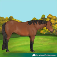 Horse Color:Bay 