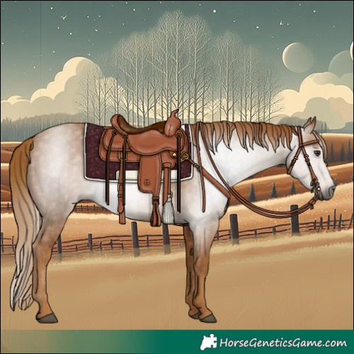 Horse Color:Gray Chestnut 