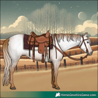 Horse Color:Gray Chestnut 