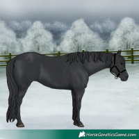 Horse Color:Black 