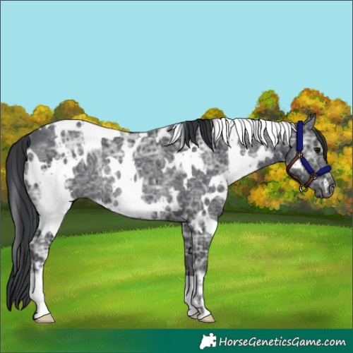 Horse Color:White Spotted Black Ice Rabicano 