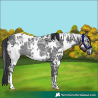 Horse Color:White Spotted Black Ice Rabicano 