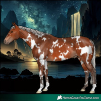 Horse Color:White Spotted Silver Brown Rabicano 