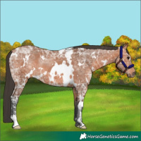 Horse Color:White Spotted Bay Ice Rabicano