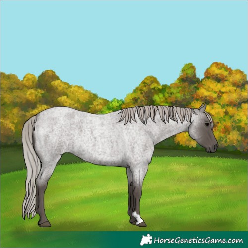 Horse Color:Silver Blue Roan 