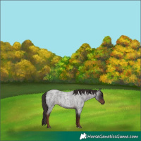 Horse Color:Liver Red Roan 