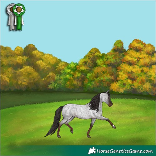 Horse Color:Liver Red Roan 