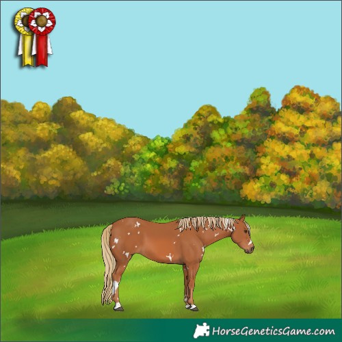 Horse Color:White Spotted Chestnut 