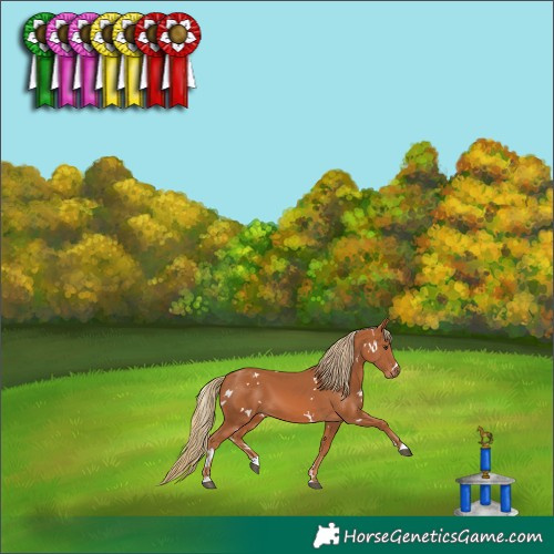 Horse Color:White Spotted Chestnut 