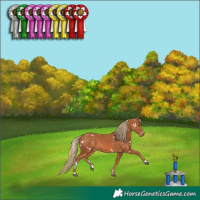 Horse Color:White Spotted Chestnut 