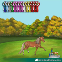 Horse Color:White Spotted Chestnut