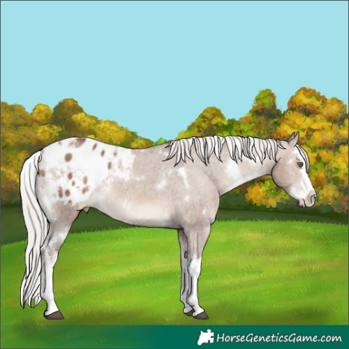 Horse Color:White Spotted Silver Brown Dun Sabino Splash Appaloosa 