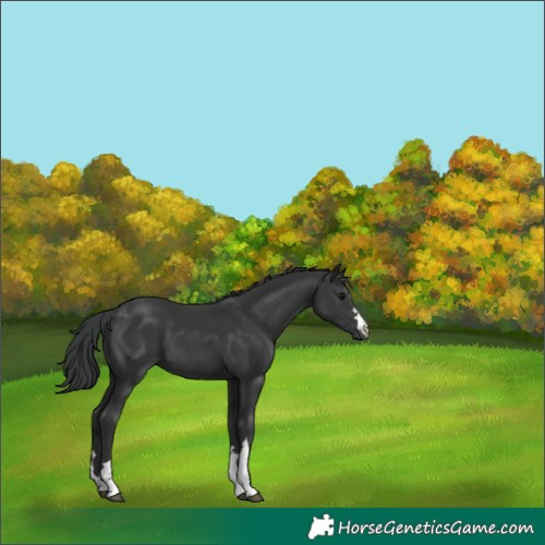 Horse Color:Black 