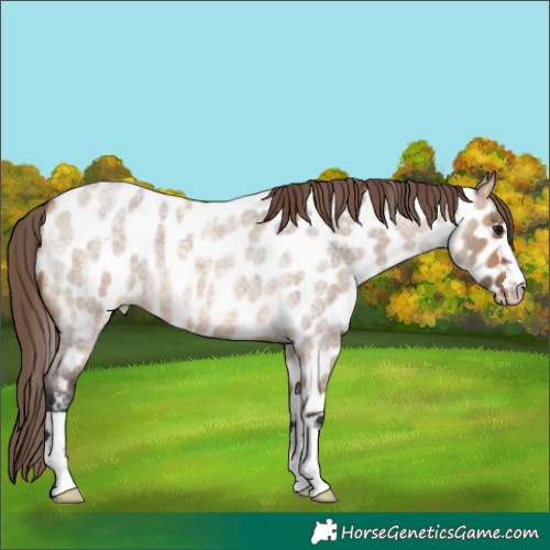 Horse Color:Bay Roan Dun Near Leopard 