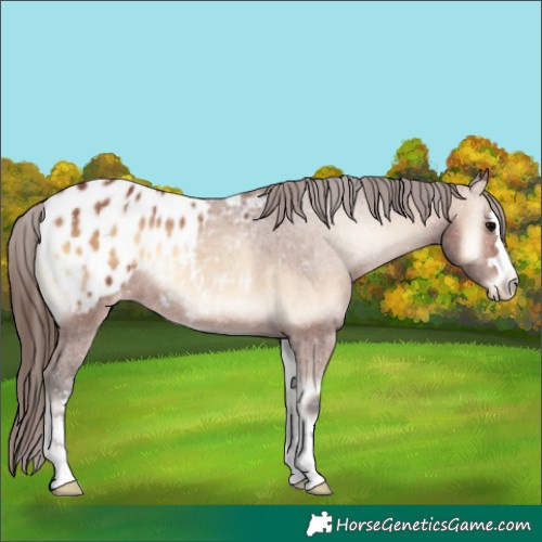 Horse Color:Bay Onyx Blanket 
