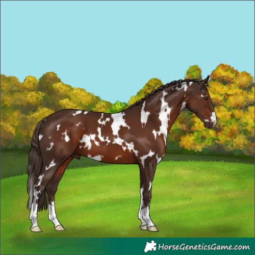 Horse Color:White Spotted Liver Chestnut 