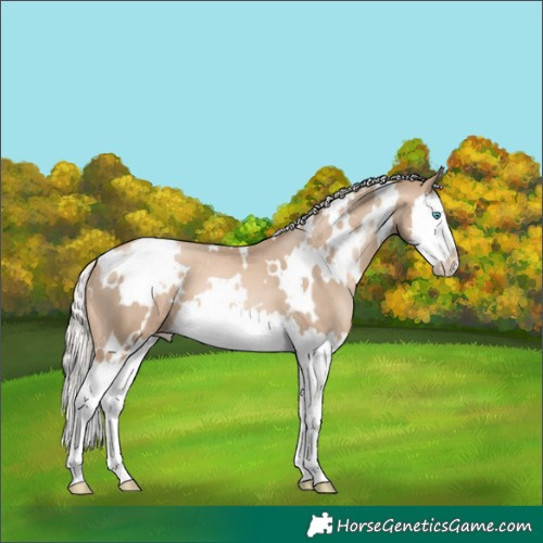 Horse Color:White Spotted Chocolate Palomino Pearl Splash 