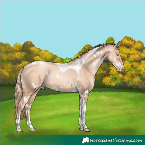 Horse Color:White Spotted Gold Champagne Pearl Tobiano 