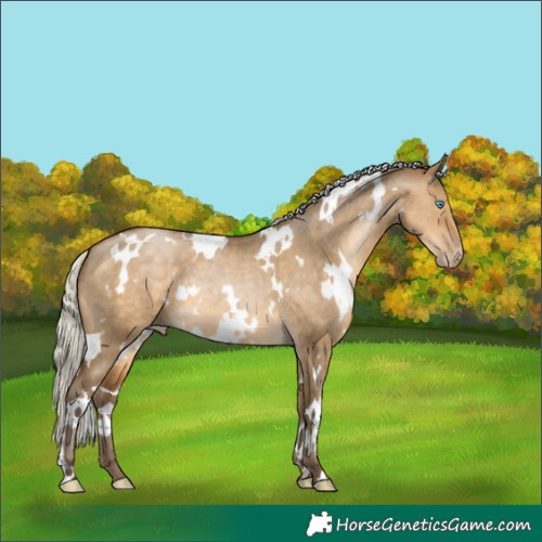 Horse Color:Gray White Spotted Silver Buckskin Pearl Dun 