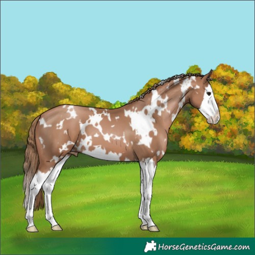 Horse Color:White Spotted Black Pearl Splash Appaloosa 