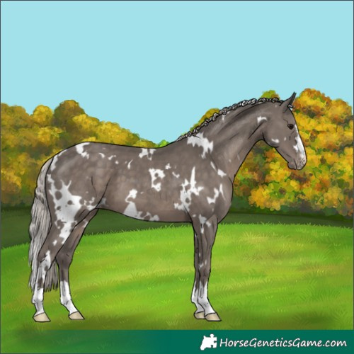 Horse Color:White Spotted Silver Black Appaloosa 
