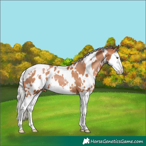 Horse Color:White Spotted Silver Bay Pearl Splash Appaloosa 