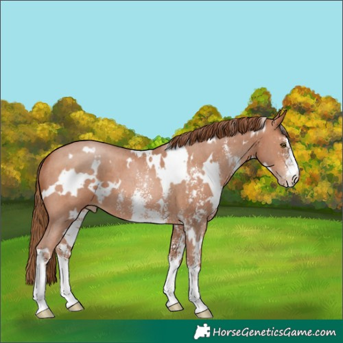 Horse Color:White Spotted Bay Pearl Sabino 