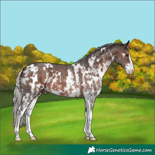 Horse Color:White Spotted Silver Brown Sabino 