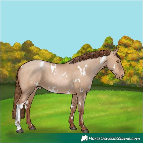 Horse Color:White Spotted Brown Pearl Dun 