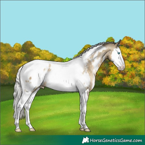Horse Color:White Spotted Silver Smoky Black Pearl Splash Tobiano Appaloosa 