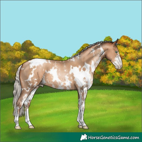 Horse Color:Gray White Spotted Silver Sable Champagne Pearl Sabino 