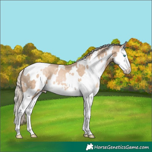 Horse Color:White Spotted Chocolate Palomino Pearl Splash Appaloosa 