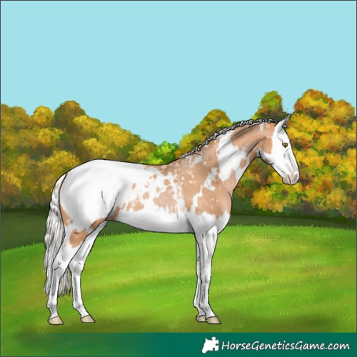 Horse Color:White Spotted Silver Bay Pearl Splash Appaloosa 
