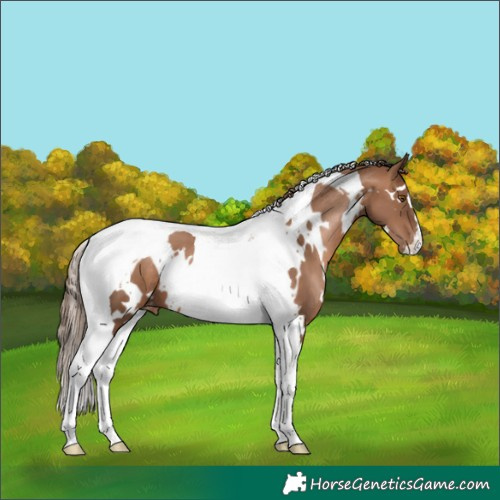 Horse Color:White Spotted Brown Pearl Tobiano Appaloosa 