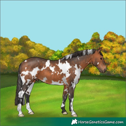Horse Color:White Spotted Bay 