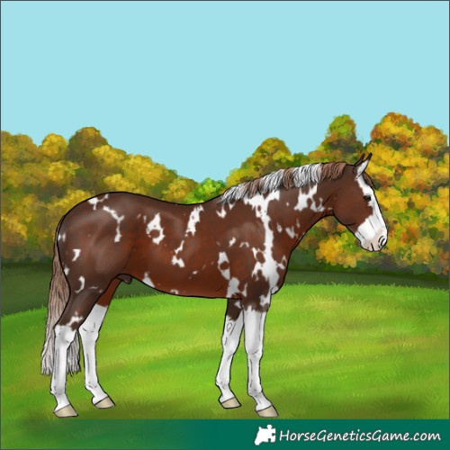 Horse Color:White Spotted Liver Chestnut Splash 